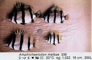 Amphichaetodon melbae